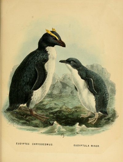 Illustration of the Rockhopper Penguin and the Little Penguin by John Gerrard Keulemans